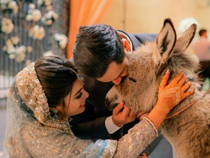 pakistani youtuber azlan shah gifted donkey to his new wife video viral | Video - नवरदेवाने चक्क नवरीला लग्नात गिफ्ट म्हणून दिलं गाढव; कारण ऐकून म्हणाल अरे व्वा!