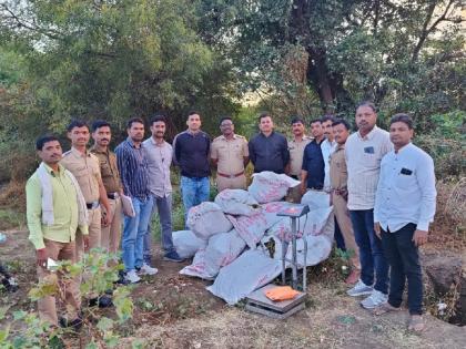 Cultivation of Cannabis in Ashti in Cotton Crops; 100 trees seized, accused absconding | आष्टीत कापसाच्या पिकात गांजाची लागवड; १०० झाडे जप्त, आरोपी फरार