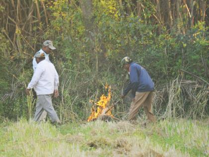 Sighting of herd of four cows in Kolhapur city again, rescue team on alert | कोल्हापूर शहरात पुन्हा चार गव्यांच्या कळपाचे दर्शन, बचाव पथक सतर्क