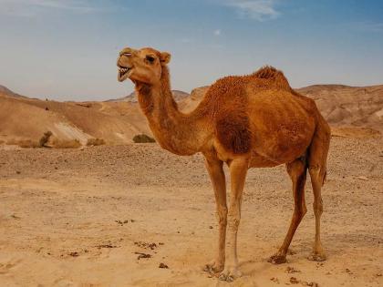 fifa world cup news uk doctors warned on deadly camel flu as football fans return from qatar | Camel Flu : संकटं संपता संपेना! जीवघेण्या 'कॅमल फ्लू'चा मोठा धोका; 'असा' पसरतोय आजार, तज्ज्ञांचा गंभीर इशारा