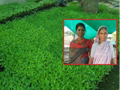 mother-in-law and daughter-in-law pair rocks; Lakhs of rupees turnover from rooftop vegetable nursery | सासू-सुनेच्या जोडीची कमाल; घराच्या छतावरील भाजीपाला रोपवाटिकेतून लाखोंची उलाढाल