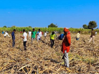 shock as human skeletons were found in the field during harvesting in Beed | उसतोडणी करताना शेतात मानवी सांगाडा आढळल्याने खळबळ