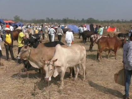 Finally, the government has given permission for cattle market in buffalo yatra in Thane district | अखेर ठाणे जिल्ह्यातील म्हसा यात्रेत गुरांच्या बाजाराला शासनाची परवानगी