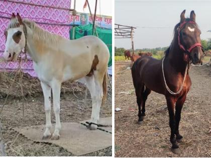 Another horse dies in Malegaon Yatra; animal parents worried | माळेगाव यात्रेत आणखी एका अश्वाचा मृत्यू; पशुधन पालक चिंतेत