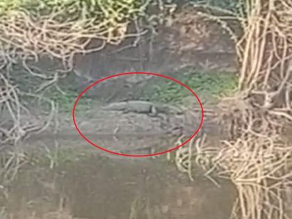 Alligator Found in Terna River Basin; fear among farmers | तेरणा नदीपात्रात मगर आढळली; शेतकऱ्यांत भीतीचे वातावरण