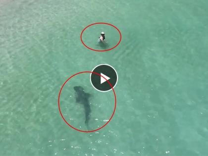 Swimmer spots drone but not approaching tiger shark in australia | 'ती' आंघोळ करत होता, तितक्यात आला शार्क; नंतर जे झालं ते पाहून व्हाल हैराण,Video पाहाच