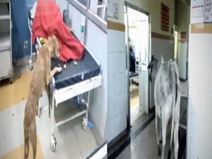 banda cow roaming in government hospital dog on patient bed video went viral up | बेडवर कुत्रा अन् ट्रॉमा सेंटरमध्ये फिरतेय गाय; सरकारी रुग्णालयातील धक्कादायक Video व्हायरल