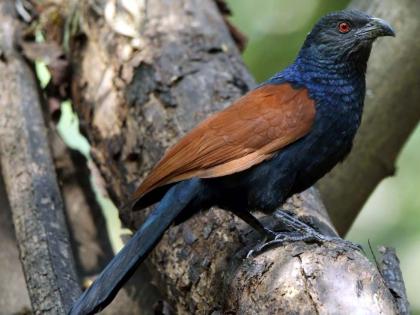 Greater coucal in Dombivli MIDC | डोंबिवली एमआयडीसीत घडले भारद्वाज पक्षाचे दर्शन