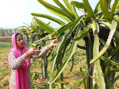 dragon fruit strawberry farming learn youtube google women making huge profit mirzapur uttar pradesh | जबरदस्त! युट्यूब-गुगलच्या मदतीने 'ती' शिकली ड्रॅगन फ्रूटची शेती; आता होतोय लाखोंचा नफा