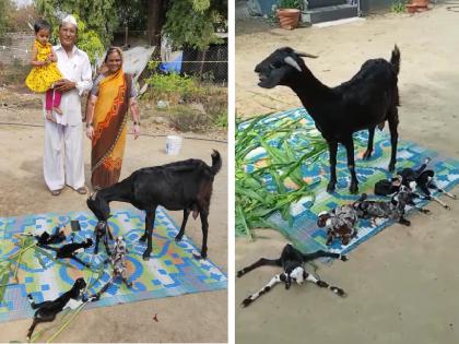 happiness at the home of the farmer, the goat gave birth to 4 babies last year and 5 this year | दुर्मिळ! शेळीने मागील वर्षी ४ तर यंदा ५ पिलांना दिला जन्म, पशुपालकाच्या घरी आनंदोत्सव