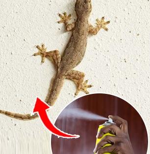 घरात पाली जास्त झालेत? पालींना पळवून लावण्यासाठी ४ उपाय..