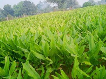 rajasthan dholpur organic farmer turmeric sugarcane farming after ma | शिक्षक व्हायचं होतं स्वप्न, मिळाली नाही नोकरी; सुरू केली ऑर्गेनिक शेती, आता लाखोंची कमाई