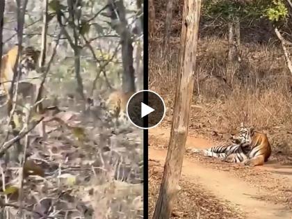 ifs officer shares video of an unusual encounter between tiger and leopard watch | वाघ तो वाघच! आपल्या हद्दीत बिबट्याला पाहून वाघाने झेप घेत केला हल्ला, IFS अधिकाऱ्याने व्हिडीओ केला शेअर