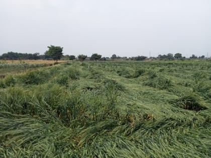 Heavy damage due to unseasonal rains; Along with wheat, the dream of farmers also became Zamindost | अवकाळी पावसाने पिकांचे मोठे नुकसान; गव्हासोबत शेतकऱ्यांचे स्वप्नही झाली जमीनदोस्त