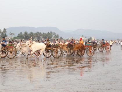 Thrill of bullock cart race after 12 years on sea coast, two injured | समुद्र किनारी 12 वर्षानंतर बैलगाडी शर्यतीचा थरार, दोघे जखमी