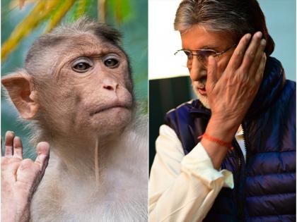 when the monkey attack on amitabh bachchan big b share photo and told the whole story | किस्सा: माकडाला इग्नोर करणं बिग बींना पडलं महागात; चारचौघात वानराने लगावली कानशिलात