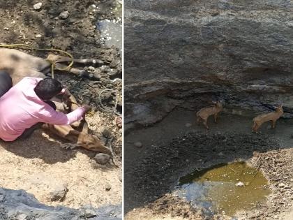 Nilgai calves in search of water fell into the well, farmers saves lives with tireless efforts | पाण्याच्या शोधातील निलगायीचे वासरे विहिरीत पडली, शेतकऱ्यांनी अथक प्रयत्नाने दिले जीवदान