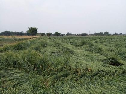 3 thousand hectares affected by unseasonal rains in dhule | ‘अवकाळी’चा ३ हजार हेक्टरला फटका; सर्वाधिक नुकसान शिंदखेडा तालुक्यात