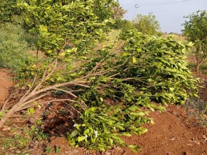 Unseasonal rain accompanied by lightning in Parbhani district | परभणीसह जिल्ह्यात विजांच्या कडकडाटात अवकाळी पाऊस