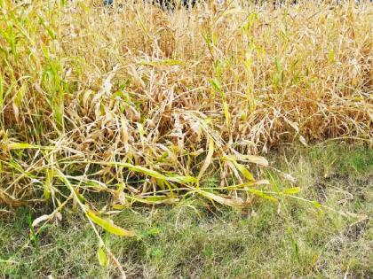 Due to the rain, the wind blew, the jwari crop were also flats; Big loss to farmers | वादळी वाऱ्यामुळे कैऱ्या झडल्या, ज्वारीही आडवी; शेतकऱ्यांचे मोठे नुकसान