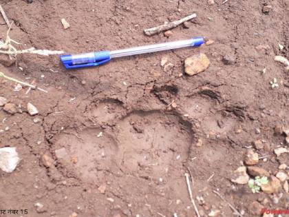 Footprints of a leopard-like animal in Morfali Shiwar, forest department inspection revealed the truth | मोरफळी शिवारात बिबट्या सदृश्य प्राण्याचे ठसे, वनविभागाच्या पाहणीतून सत्य आले समोर