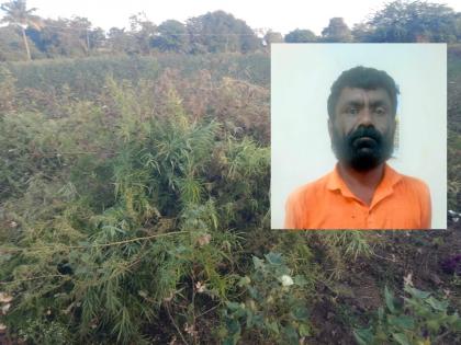 Cultivation of hemp in cotton; Ganja smuggler on the run for four months | कापसात गांजाची लागवड; चार महिन्यांपासून फरार गांजा तस्कराच्या आवळल्या मुसक्या