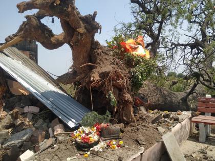 Neither the storm nor the wind suddenly uprooted the giant tree in front of the Hanuman temple | ना वादळ, ना वारे; अचानक मुळासकट उन्मळून पडले हनुमान मंदिरासमोरील महाकाय वृक्ष