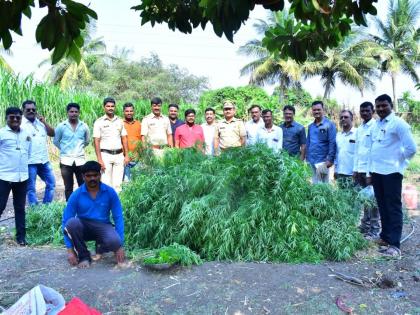 In Pandharpur, cultivation of cannabis in two and a half guntas, more than five hundred plants seized | पंढरपूर येथे अडीच गुंठाभर जागेत गांजांची शेती, पाचशेहून अधिक झाडे जप्त