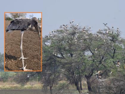 Outrageous! destruction of cuckoo nests for hunting; Seven chicks died | संतापजनक! शिकारीसाठी करकोचांच्या घरट्यांची नासधूस; सात पिल्लांचा मृत्यू