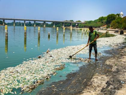 Millions of fish lost their lives in the bosom of Godamai; Who is responsible? | गोदामाईच्या कुशीत लाखो माशांनी सोडला जीव; कोण जबाबदार?