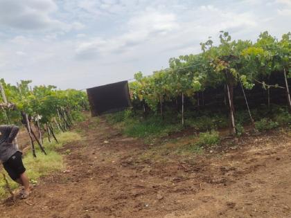 Heavy damage to orchards due to unseasonal rains with gale force winds | वादळी वाऱ्यासह अवकाळी पावसामुळे फळबागांचे अतोनात नुकसान