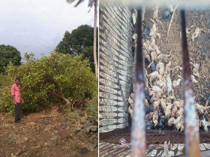 Heavenly havoc in Jalna; Stormy winds and rain uprooted trees, killing 200 chickens | जालन्यात आस्मानी कहर; वादळी वाऱ्यासह पावसाने झाडे उन्मळली, कोंबड्यांची २०० पिले ठार