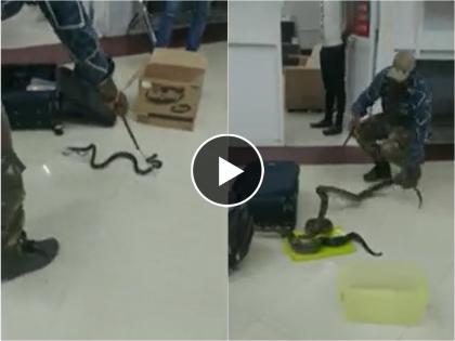 22 snakes and 1 chameleon found in woman bag at chennai airport watch shocking scary video | Video - बापरे बाप! एअरपोर्टवर महिलेने बॅग उघडताच बाहेर आले तब्बल 22 साप, घटनेने खळबळ