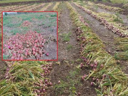 On the one hand it rotted with untimely weather, on the other the market price wept; Onion causes farmers to die | एकीकडे अवकाळीने सडविले, दुसरीकडे बाजारभावाने रडविले; कांद्यामुळे शेतकरी मेटाकुटीला