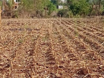 Bad weather has created a new crisis for animal fodder; A poisonous plume broke out in Daskat | अवकाळीने जनावरांच्या चाऱ्याचे उभे केले नवे संकट; ज्वारीची धसकटाला फुटली विषारी पालवी