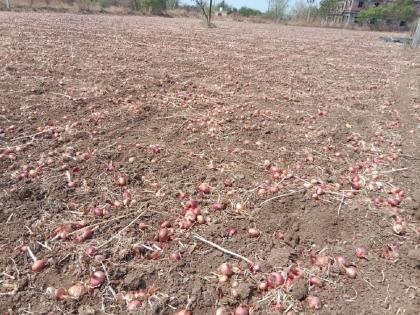 Spending 60 thousand rupees, not even having enough money; The farmer buried 250 bags of onions in the soil! | ६० हजार रुपये खर्च, हाती दमडीही नाही; शेतकऱ्याने अडीचशे बॅग कांदा मातीत गाडला!