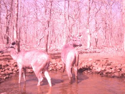 309 wildlife sightings in Katepurna Sanctuary in akola | काटेपूर्णा अभयारण्यात ३०९ वन्यप्राण्यांचे दर्शन