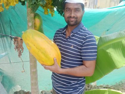 the weight of papaya is almost five kilo Fruit from teacher's garden in Solapur | अबब... पपईचं वजन चक्क पाच किलो! सोलापुरातील शिक्षकांच्या बागेतील फळ