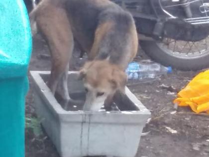 Jitendra started distributing drinking water for animals and birds in summer in jalgaon | जळगावमध्ये ‘लॉकडाऊन’मध्ये चपात्यांचा जलसा...उन्हात जनावरांना तृप्तीचा आसरा...