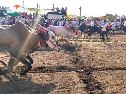 Supreme Court Verdict On BailGada Sharyat: Supreme Court's important decision regarding bullock cart race; Jallikattu, Kambala laws legal | बैलगाडा शर्यतीबाबत सर्वोच्च न्यायालयाचा महत्वाचा निर्णय; जल्लीकट्टू, कंबाला कायदेशीर