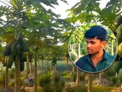 papaya made him rich samastipurs young farmer earns 125 lakh per month get to know him | पपईने केलं लखपती! तरुण शेतकरी झाला मालामाल; एका महिन्यात कमावतो 1.25 लाख