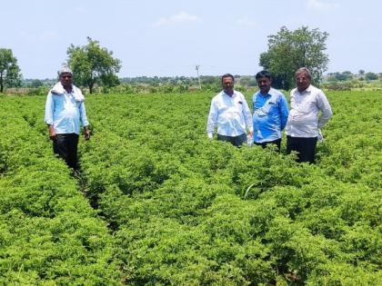 Oil production from geranium cultivation; Farmer became a millionaire! | जिरेनियम लागवडीतून तेलनिर्मिती; शेतकरी झाला लखपती !