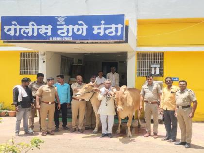 A pair of oxen were stolen from the market; Tears of joy in the eyes of the farmer when he got back after 22 days | बाजारातून चोरीला गेली बैलजोडी; २२ दिवसांनी परत मिळताच शेतकऱ्याच्या डोळ्यात आनंदाश्रू