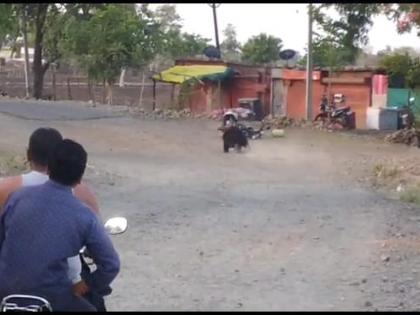 A biker narrowly escaped being attacked by a bear in Buldhana | बुलढाण्यात अस्वलाच्या हल्ल्यातून दुचाकीस्वार थोडक्यात बचावला