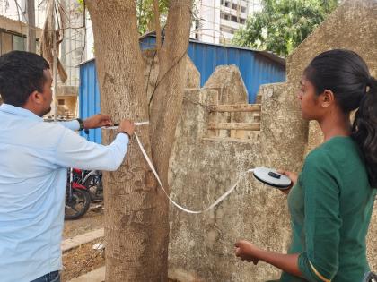 Counting of trees in KDMC limits started | केडीएमसी हद्दीतील वृक्षांची गणना सुरू