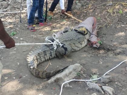 The intense heat caused the storage pond to collapse and a giant crocodile came out | तीव्र उष्णतेमुळे साठवण तलाव आटला अन् महाकाय मगर बाहेर पडली; ग्रामस्थांमध्ये दहशत