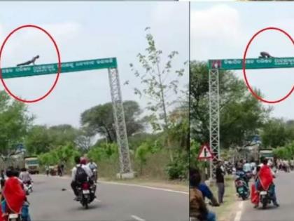 drunk man did pushups on signboard watch viral video from odisha here | Video - अरे देवा! दारूच्या नशेत माणूस साइनबोर्डवर चढला; थेट पुशअप्स मारू लागला अन्...