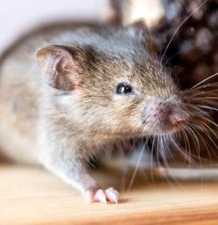 पावसाळ्यात घरात उंदीर झाले तर? ५ सोपे उपाय, उंदीर घरात येणारच नाहीत..