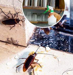 पावसाळ्यात घरामध्ये झुरळांचा सुळसुळाट? ७ उपाय; एक झुरळ घरात दिसणार नाही