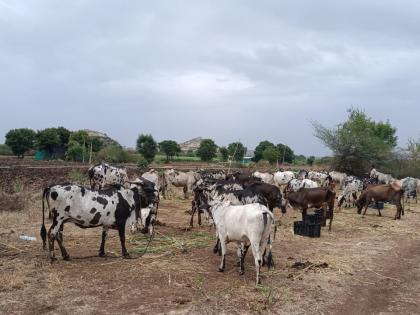 Cattle built at the foot of the mountain for the purpose of slaughter! | कत्तलीच्या उद्देशाने डोंगराच्या पायथ्याशी बांधली गोवंशीय जनावरे!